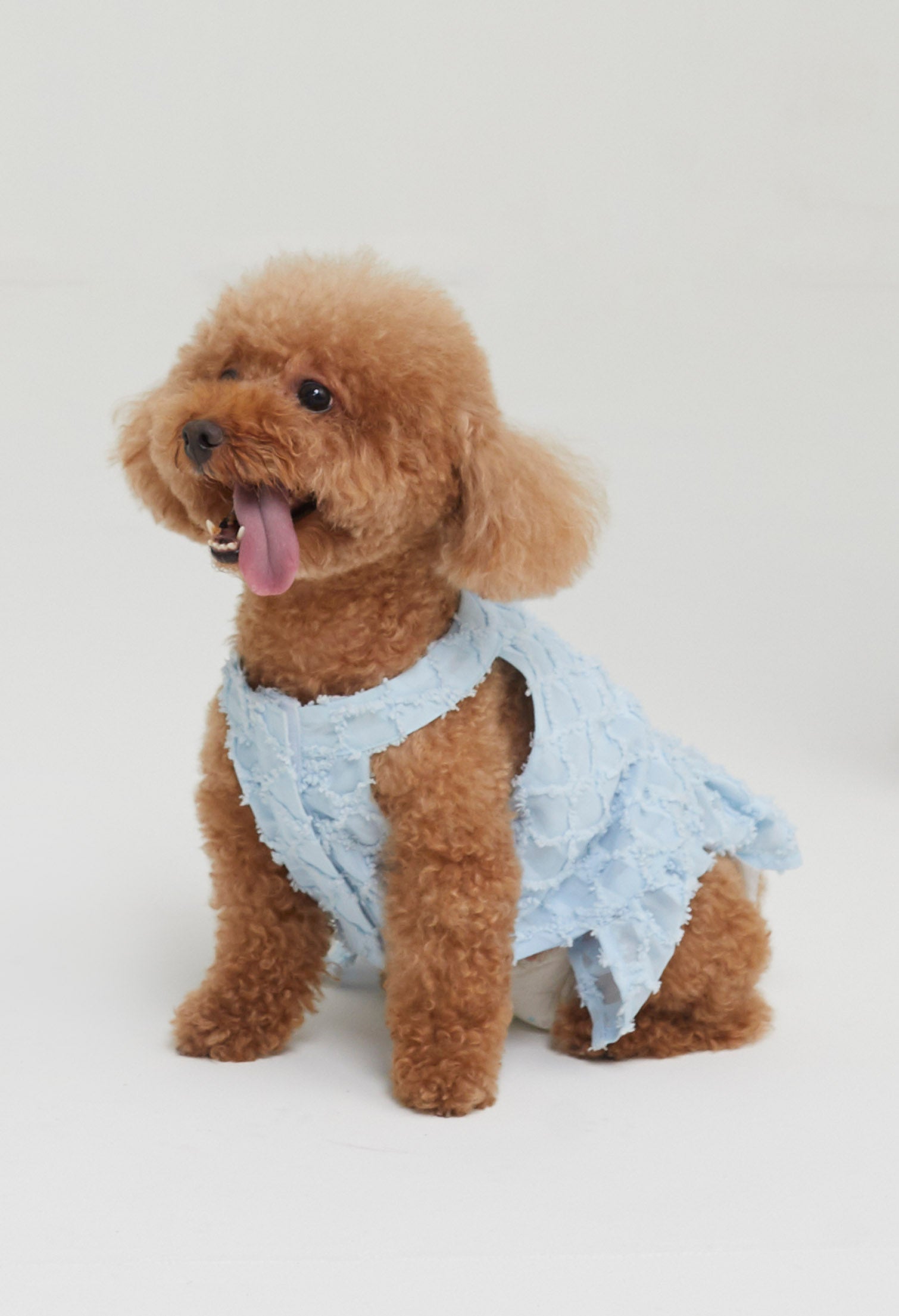 Quinn Poppy Pet Dress